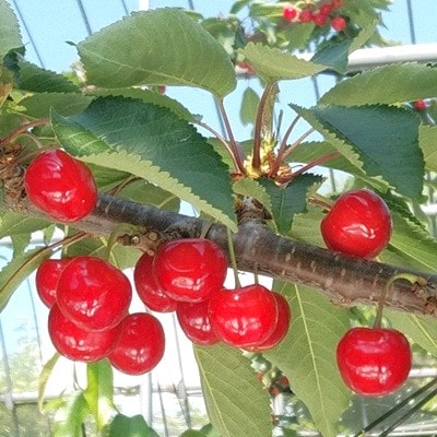 さくらんぼ(紅秀峰)1kg　秀品　2Lサイズ　0096-2601