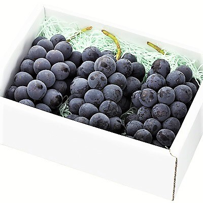 ぶどう(ピオーネ)1.6kg　0060-2609