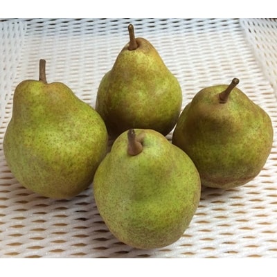 フルーツセット(ぶどう詰め合わせ、ラ・フランス、りんご)【定期便:全3回】　0065-2602