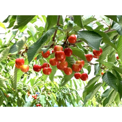 【上山産】さくらんぼ(やまがた紅王)180g×4パック　特秀品　フードパック入り　0020-2611