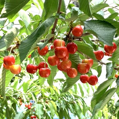 【上山産】さくらんぼ(やまがた紅王)180g×4パック　特秀品　フードパック入り　0020-2611