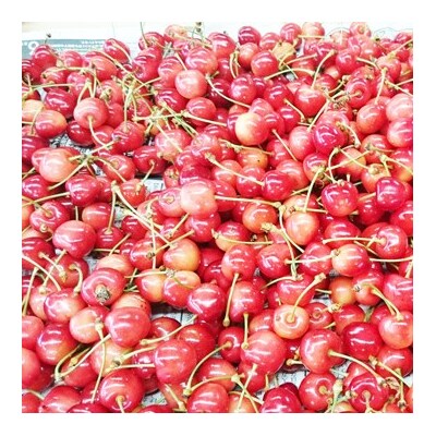 山形チェリーランドのさくらんぼ(佐藤錦)200g×2パック　ご家庭用　0075-2601