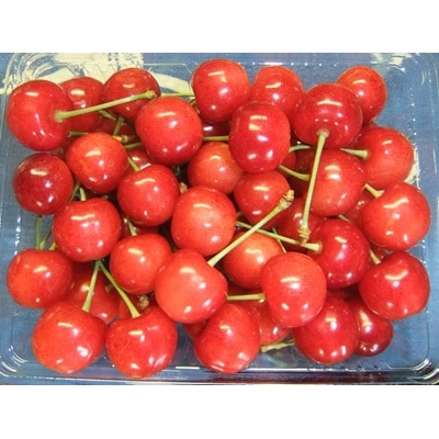 さくらんぼ(佐藤錦)500g　ご家庭用　0112-2609