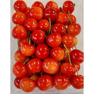 さくらんぼ(佐藤錦)500g　化粧箱入　0030-2606