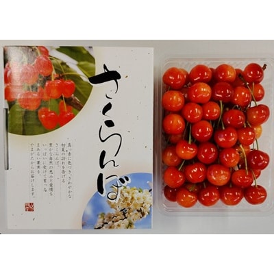 さくらんぼ(佐藤錦)500g　化粧箱入　0030-2606