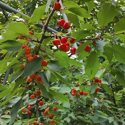 さくらんぼ(佐藤錦)500g　化粧箱入　0030-2606