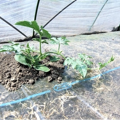 小玉すいか(ピノガール)1個　2～3kg　0030-2607