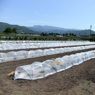 小玉すいか(ピノガール)1個　2～3kg　0030-2607