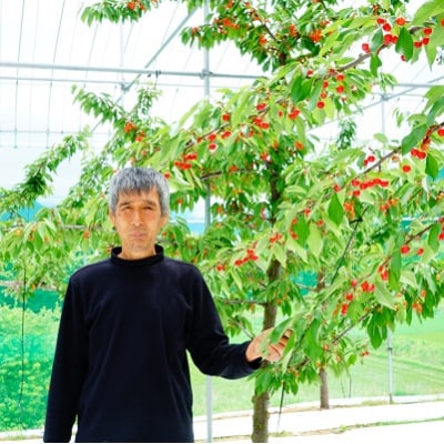 さくらんぼ(佐藤錦)1kg(500g×2パック)　M玉　秀品　0012-2601