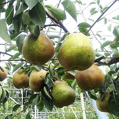 <数量限定>西洋梨(ラ・フランス)3kg【極み】桐箱入り　4L　8玉　0044-2508