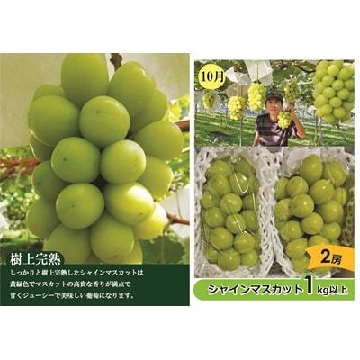 【定期便:全2回】アルコアーナ農園のフルーツ定期便Aコース　0148-2604