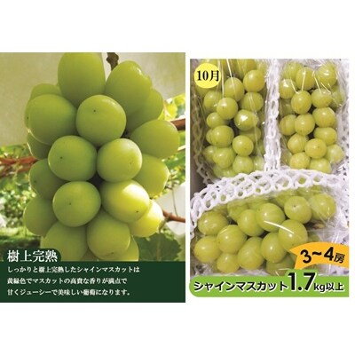 【定期便:全3回】アルコアーナ農園のフルーツ定期便Cコース　0148-2606