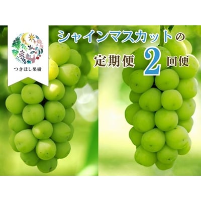 【定期便:全2回】完熟シャインマスカット1kg以上を2回お届け　0140-2603