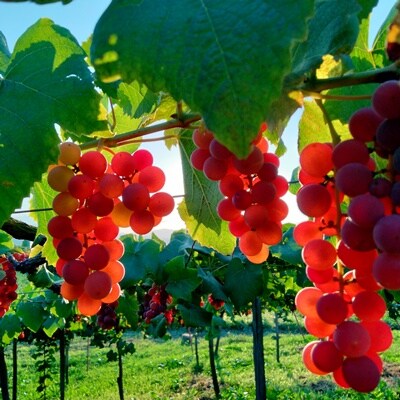 Agri Coeurの醸しワインセット　0160-2505