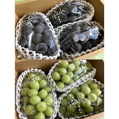 【定期便:全6回】旬の特選フルーツ定期便　0037-2601