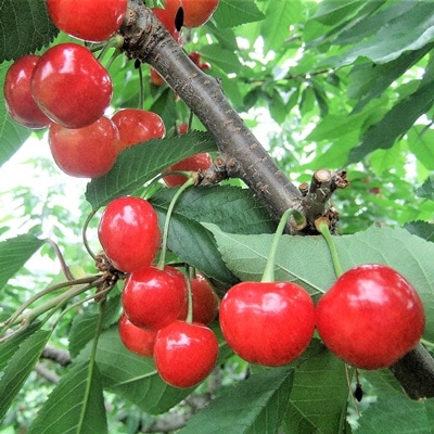 温室さくらんぼ(佐藤錦)500g　ご家庭用　0112-2605