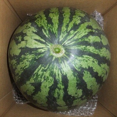大玉すいか(祭りばやし)1個　0030-2624