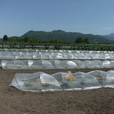 大玉すいか(祭りばやし)1個　0030-2624