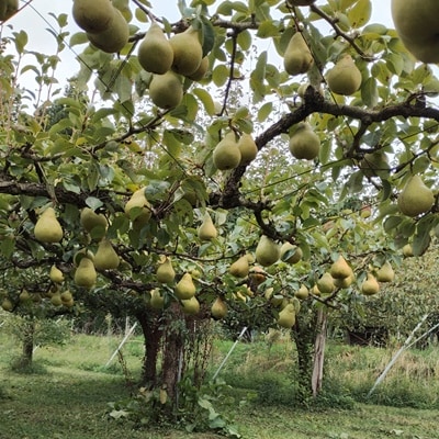 西洋梨(品種おまかせ)3kg　0030-2625