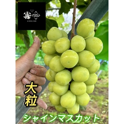 シャインマスカット　大粒　1房　600g以上　特秀品　0102-2601