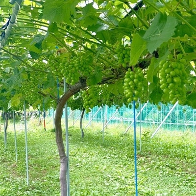 シャインマスカット　大粒　1房　600g以上　特秀品　0102-2601