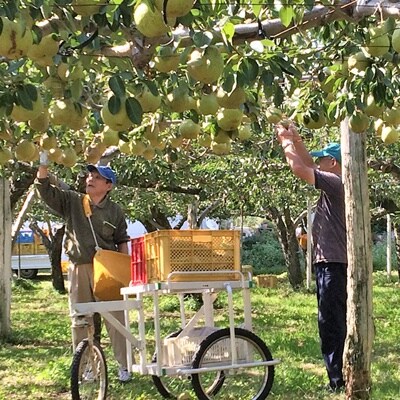 ラ・フランス　2kg　贈答品　0102-2602