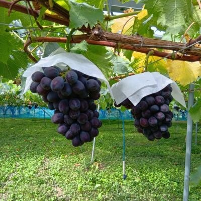 山形のぶどう(高尾)2～4房　合計2kg　ご家庭用　0017-2605