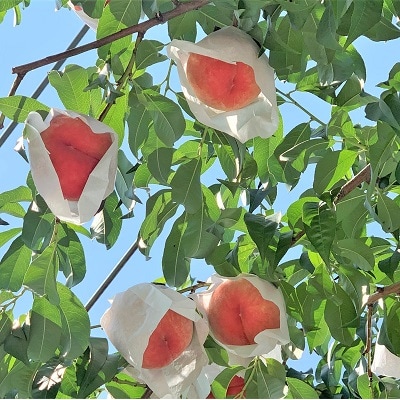 桃(川中島)2.5kg　0120-2601