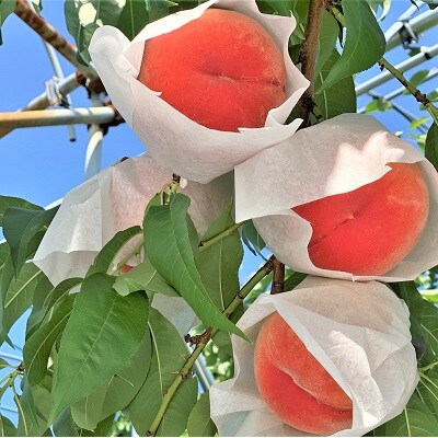 桃(川中島)2.5kg　0120-2601