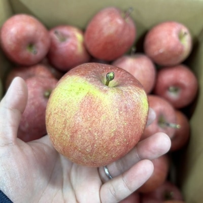 りんご(サンふじ)3kg　9～13個　秀品・ご家庭用混合　0120-2607