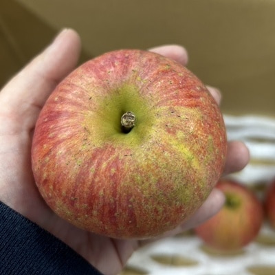 りんご(サンふじ)3kg　9～13個　秀品・ご家庭用混合　0120-2607