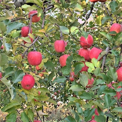 りんご(サンふじ)3kg　9～13個　秀品・ご家庭用混合　0120-2607