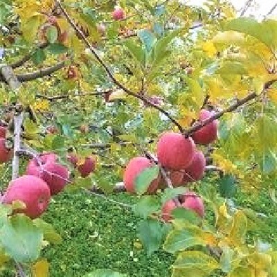 りんご(ふじりんご)5kg　0007-2603