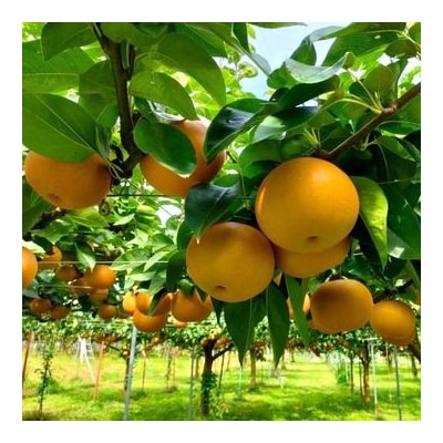 山形県産【樹上完熟】和梨(あきづき)2kg　ご家庭用　0140-2604