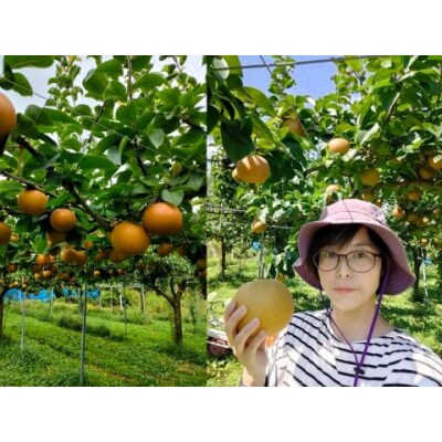 山形県産【樹上完熟】和梨(あきづき)2kg　ご家庭用　0140-2604