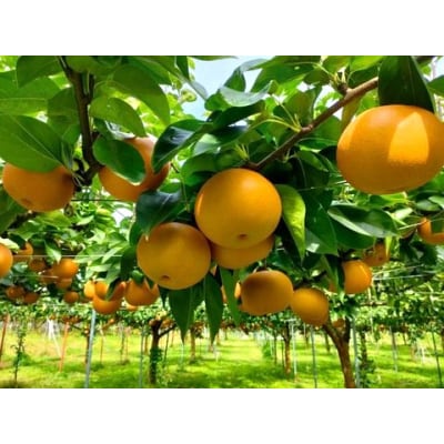 山形県産【樹上完熟】和梨(あきづき)3kg　ご家庭用　0140-2605