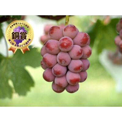 【産地直送】シャインマスカットと大粒系ぶどう詰合せ　1.7kg以上　0140-2606