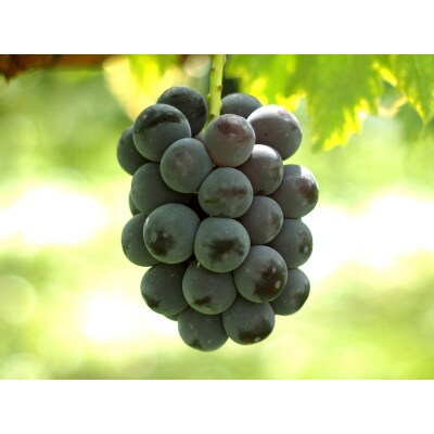 【産地直送】シャインマスカットと大粒系ぶどう詰合せ　1.7kg以上　0140-2606