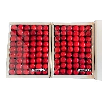 早旬さくらんぼ(佐藤錦)600g　手詰め　0060-2602