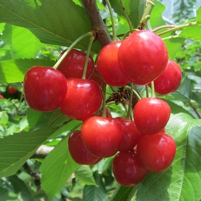 早旬さくらんぼ(佐藤錦)600g　手詰め　0060-2602