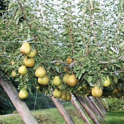 西洋梨(ラ・フランス)3kg　ご家庭用　0011-2604