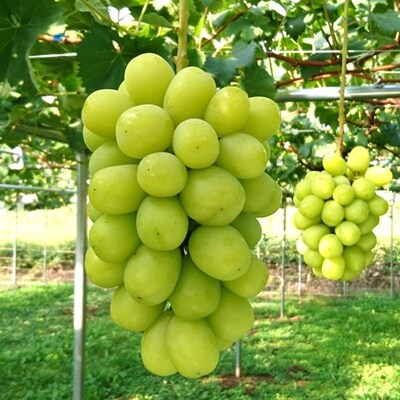 大粒シャインマスカット(上級品)　1房　780g以上　0009-2605