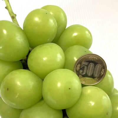 大粒シャインマスカット(上級品)　1房　780g以上　0009-2605