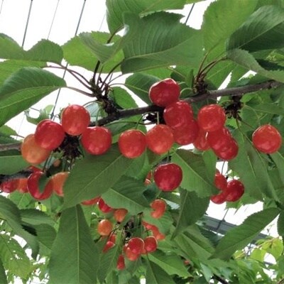 さくらんぼ(佐藤錦)360g(180g×2パック)2Lサイズ　0069-2602