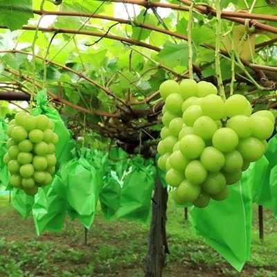 シャインマスカット　2房　合計1.2kg　0049-2607