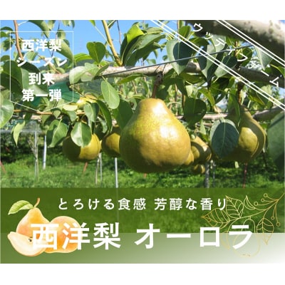 西洋梨(オーロラ)3kg　10玉　3L　ご家庭用　0062-2603