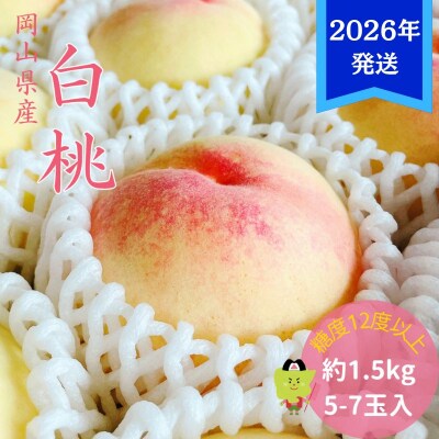 【先行受付】白桃 特秀 ロイヤル 中玉 約1.5kg(5～7玉)岡山県産[No.5735-3353]