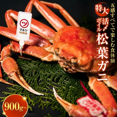 <平日着><11月上旬～配送予定>【マルツPREMIUM】活〆ボイル松葉蟹(900g～) 