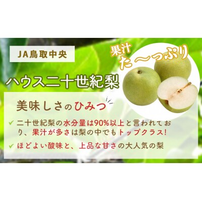 ハウス二十世紀梨【倉吉産】5kg(JA鳥取中央) 梨 果物 フルーツ