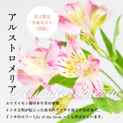 アルストロメリア ピンク系 1束 10本入り 切花 2026年4月～7月上旬頃 お届け予定